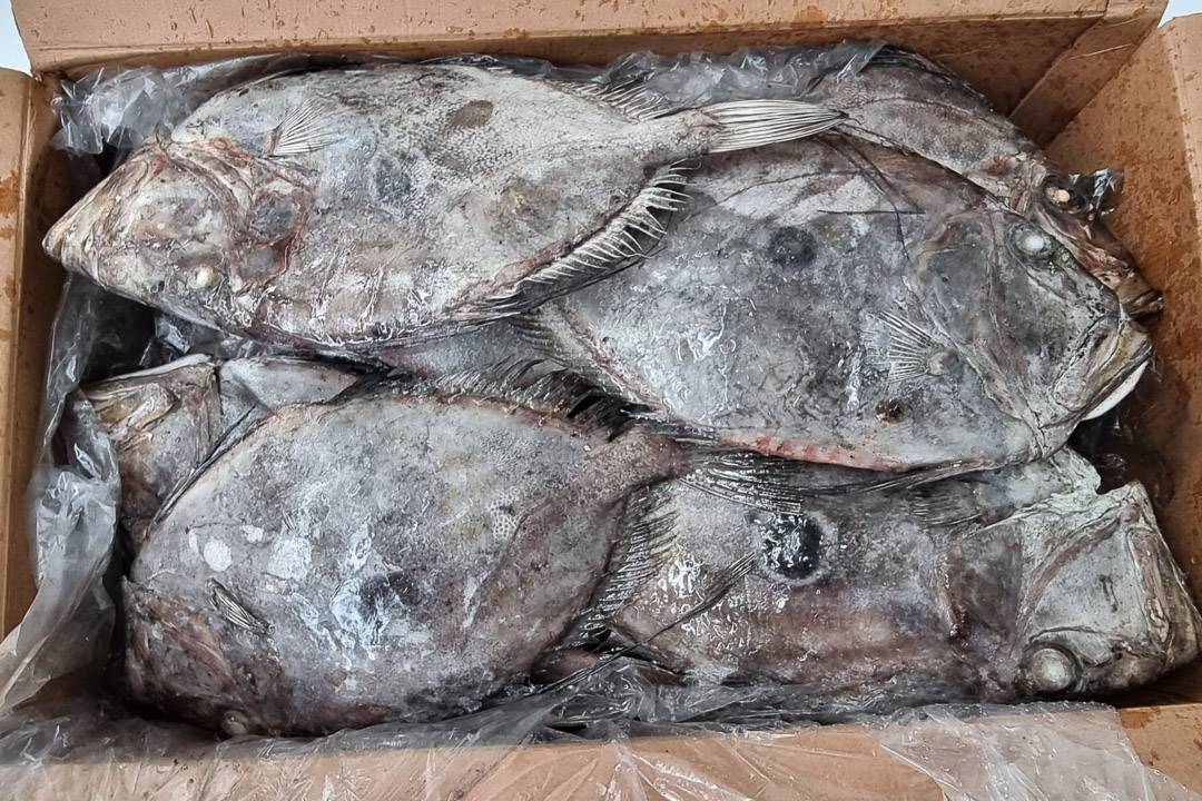 Comprar Gallo San Pedro congelado de alta calidad