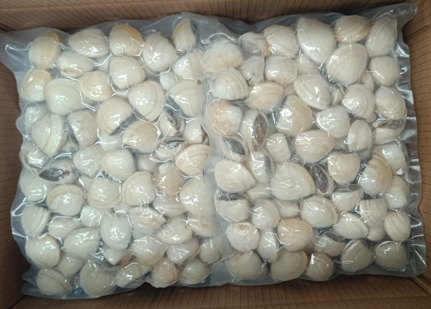 Almeja blanca congelada calibre 60/80 marca Tasman