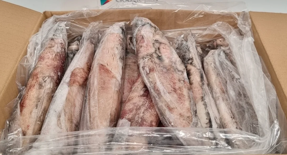 Calamar congelado Marruecos mixto, disponible a granel