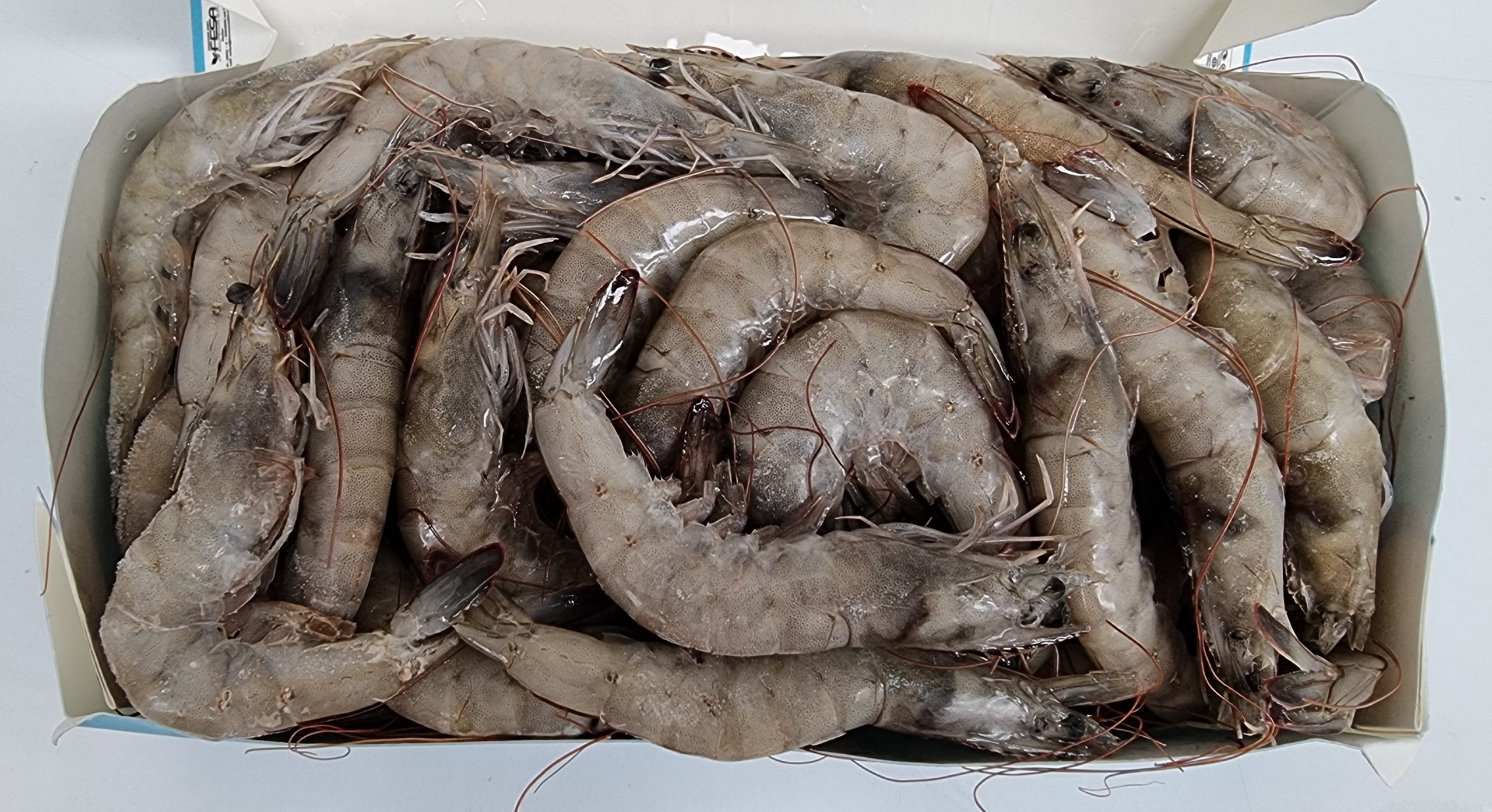 comprar Langostino al mejor precio