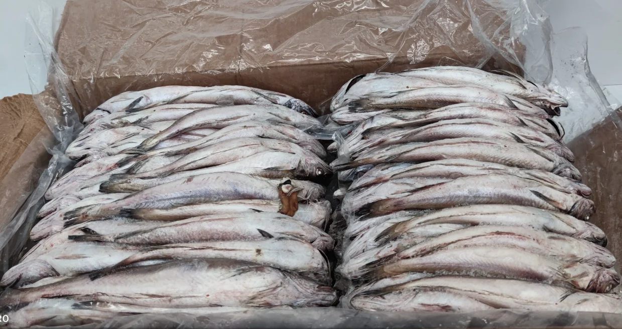 Merluza pijota congelada a granel 25 kg, compra online
